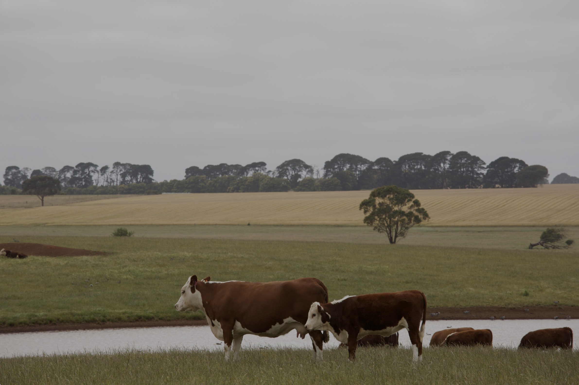 Australian Cattle Farm