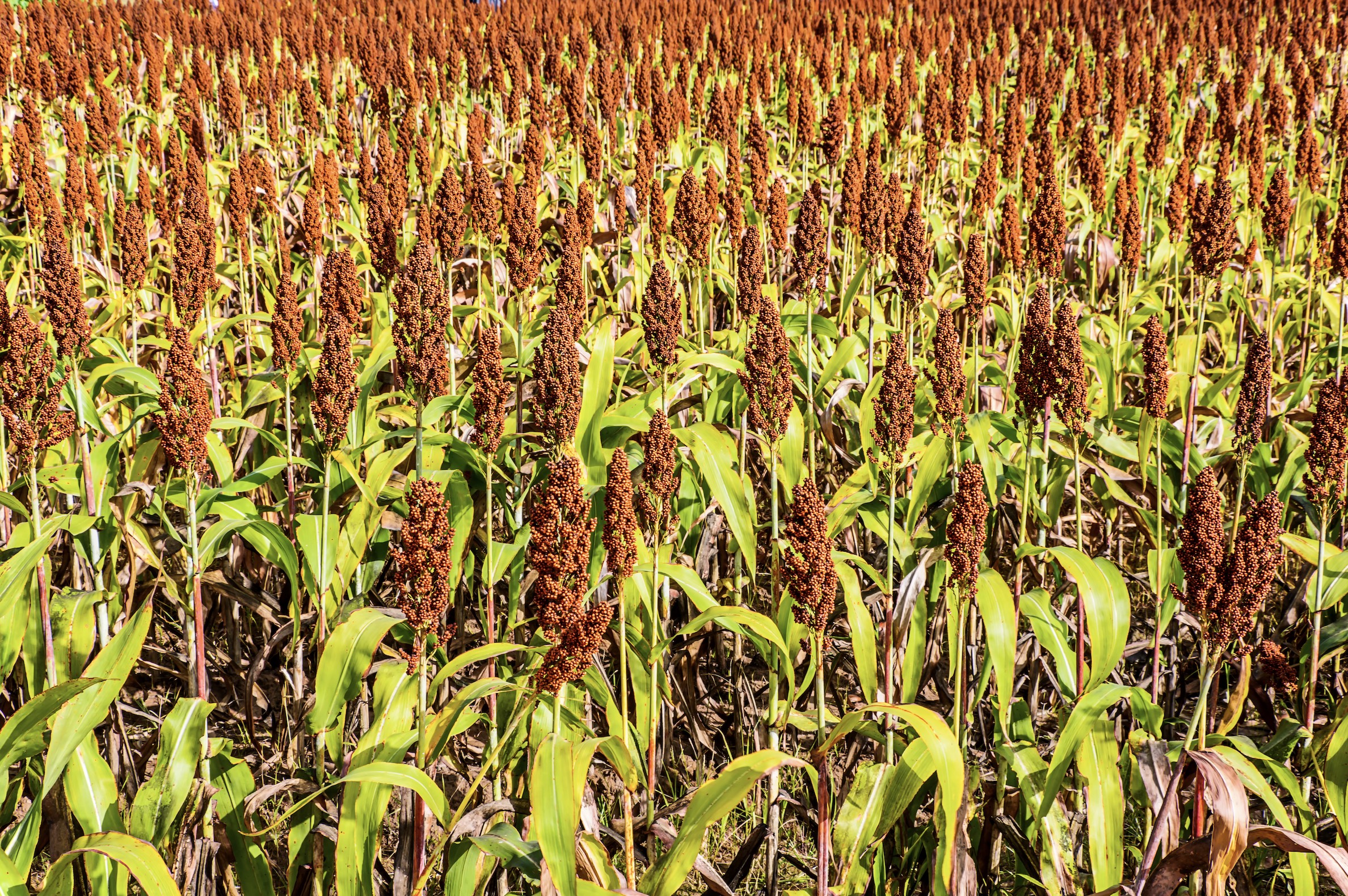 Sorghum